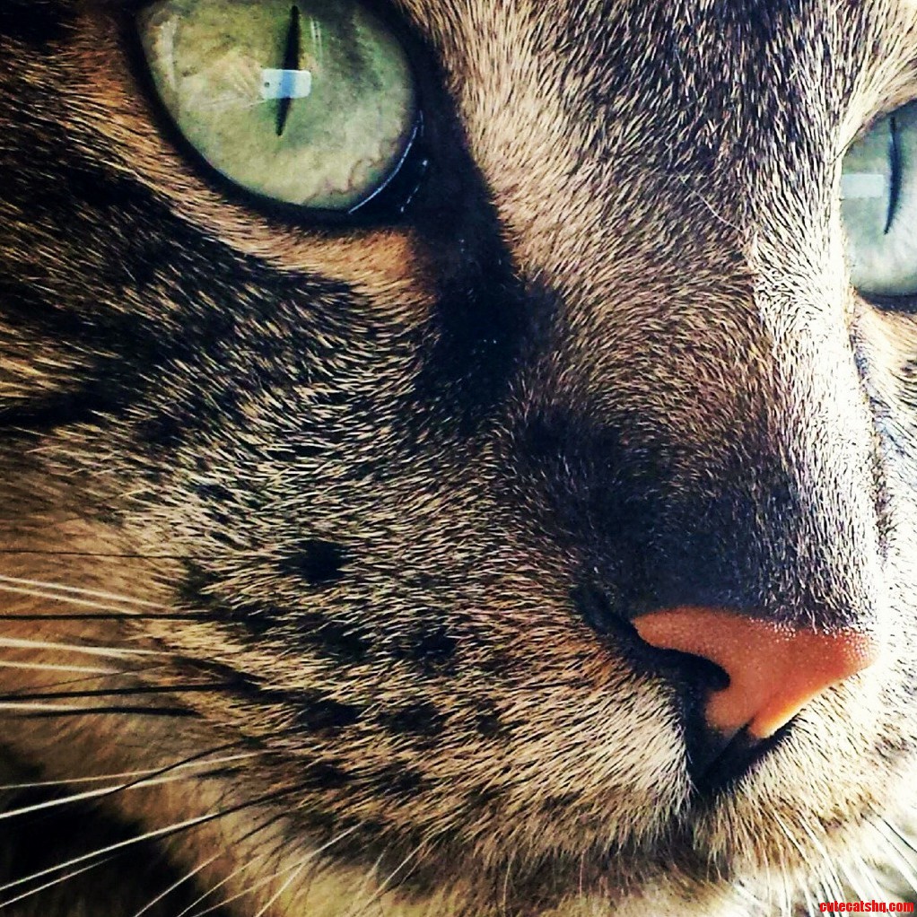 Close Up Of My Cat Pancho.