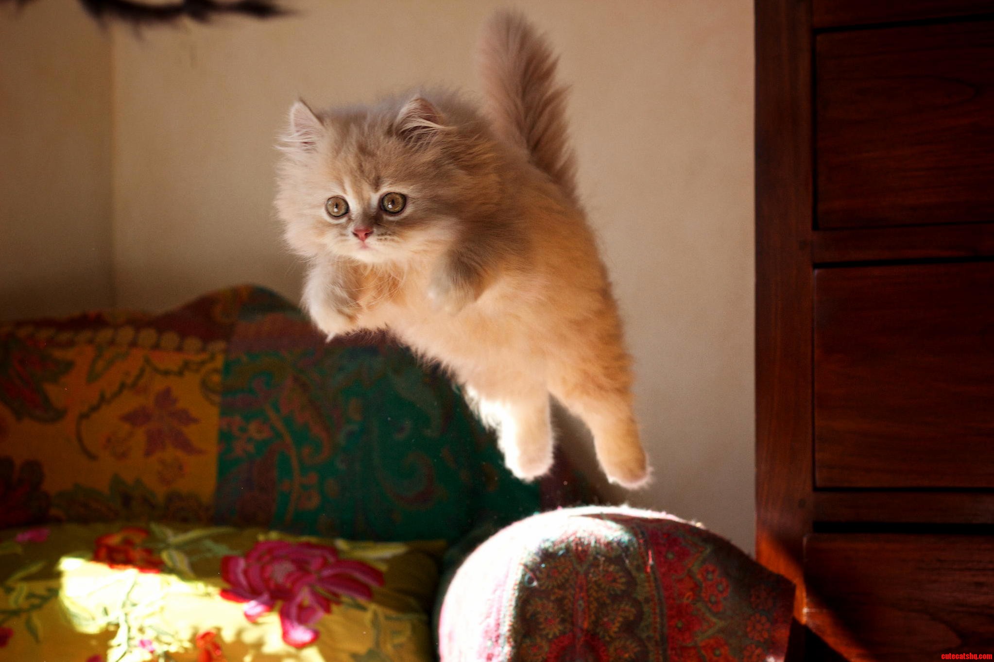 Flying Little Cute Cat