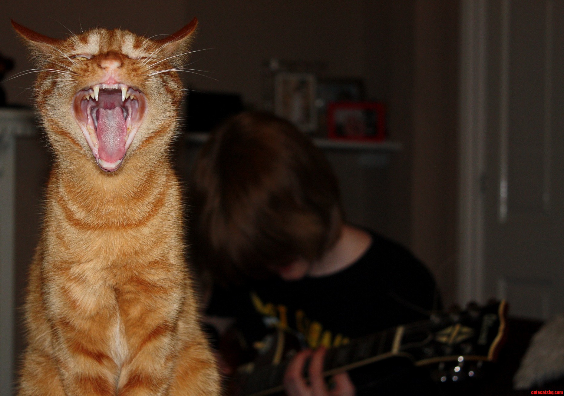 Gus Yawning