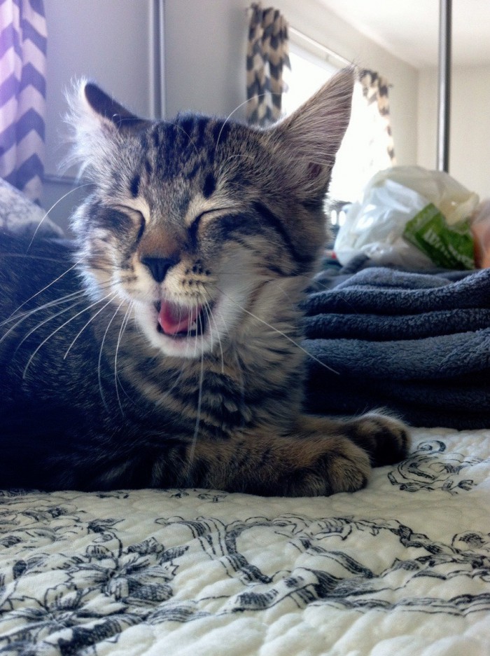 This Is How My Kitten Sleeps Cute cats HQ Pictures of cute cats and