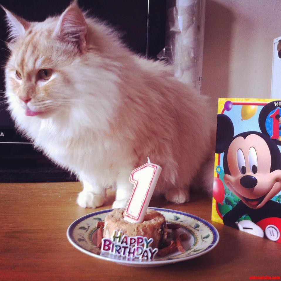 Henri Celebrating His First Birthday.