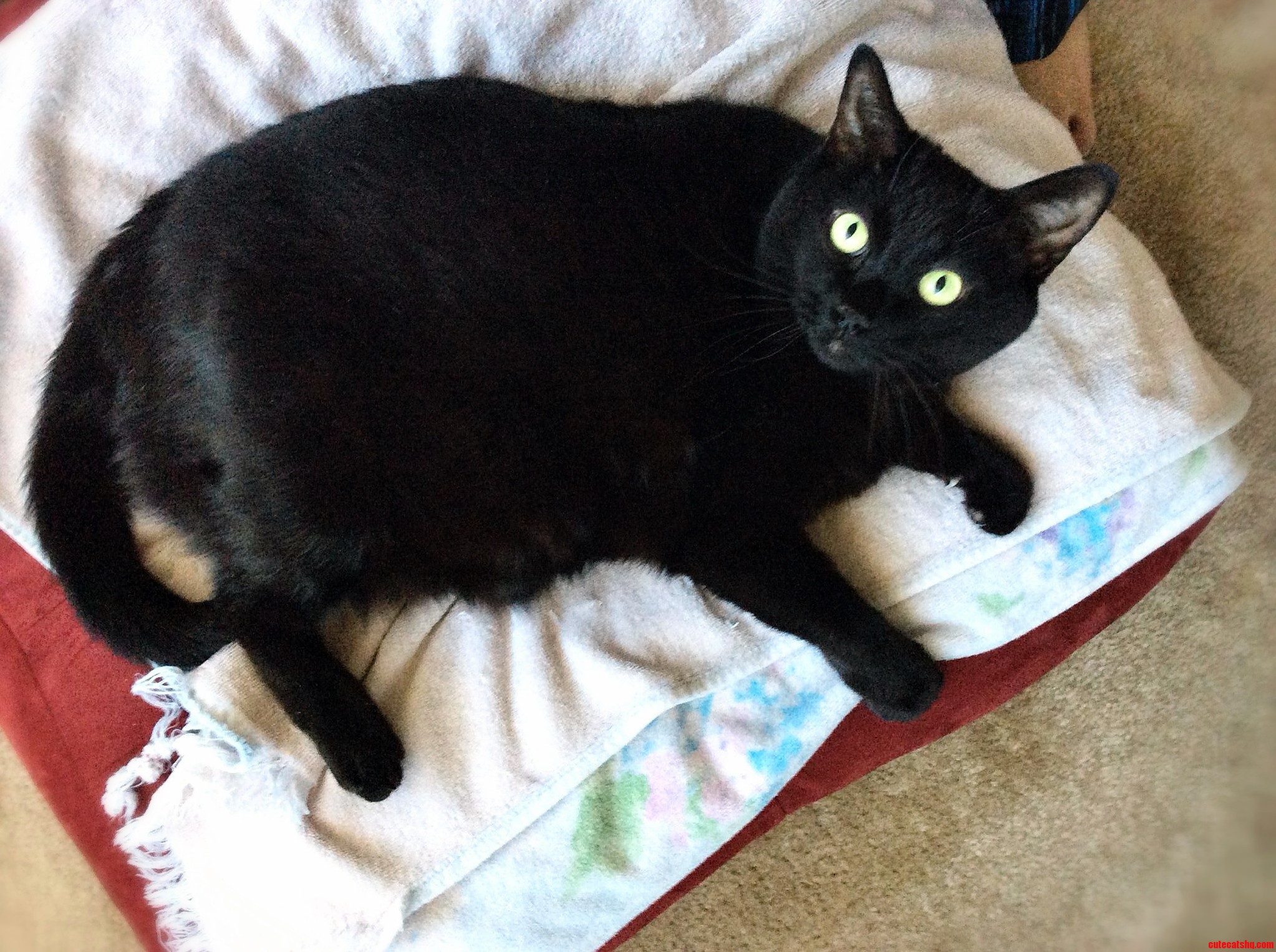 Hes Old Black Fat And Beloved Introducing Mr. Sushi