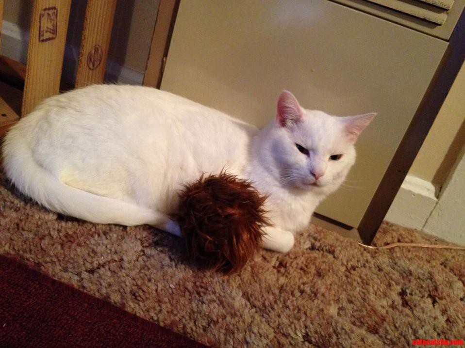 I Bought A Tribble At The Local Game Store The Other Day Now My Cat Has A New Cuddle Buddy