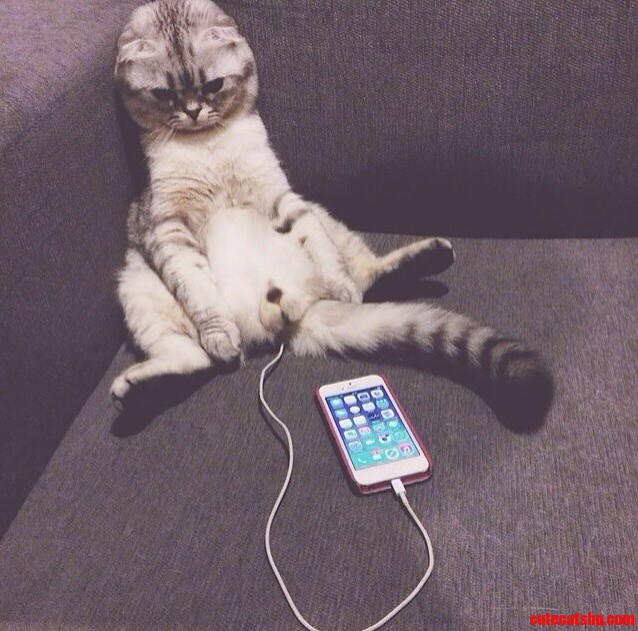 I Didnt Know Cats Had The Power To Charge Phones.