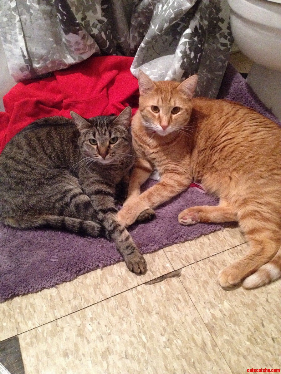 I Think I Interrupted A Brother-Sister Paw-Holding Conference.