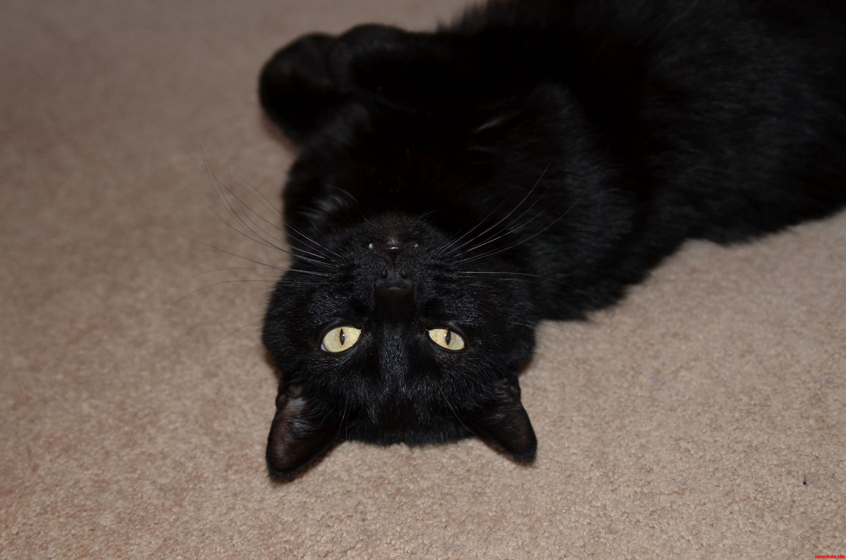 I Was Testing Out My New Dslr The Other Night And Managed To Capture Some Fang.