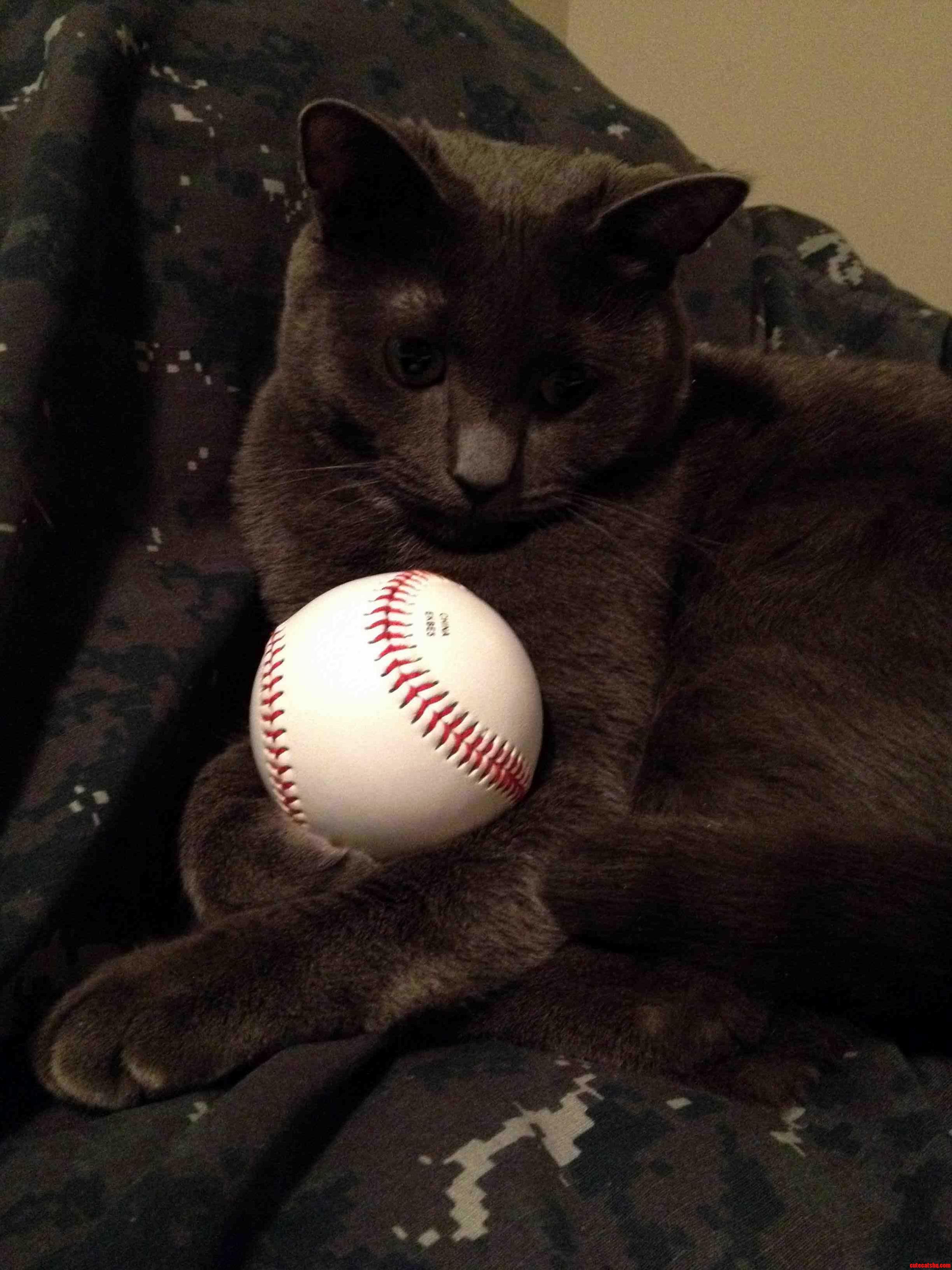 Just A Cat With A Baseball