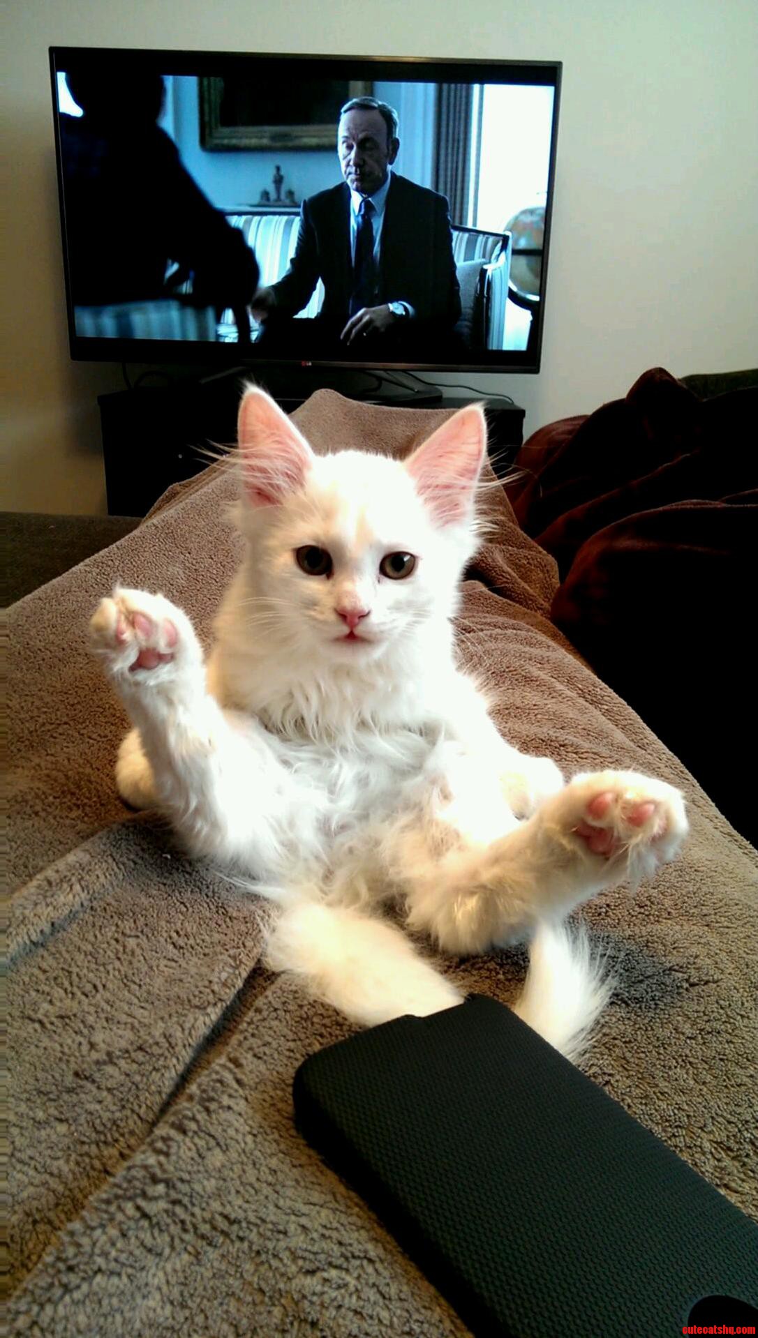 Meet My Newsiberian Kitten Q-Tip