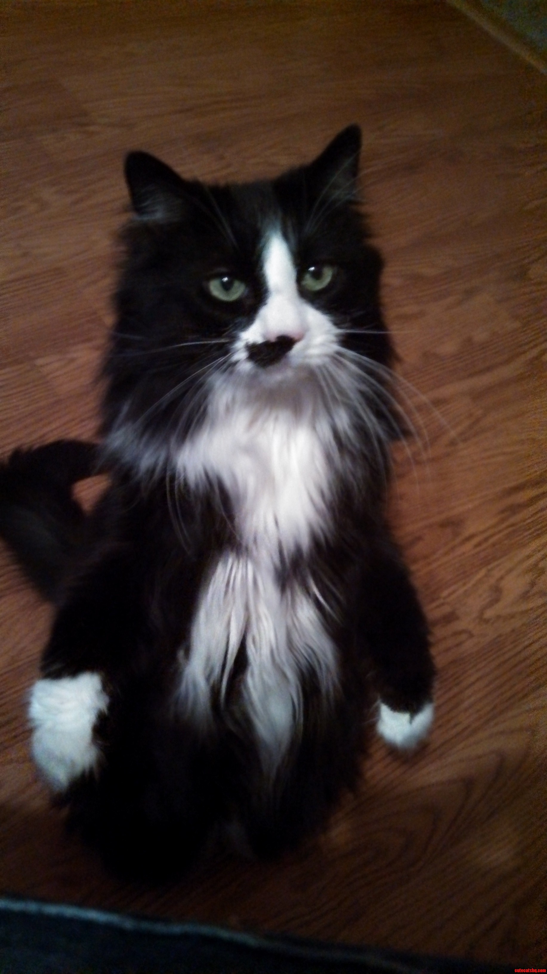 Meet Rosie The Begging Cat