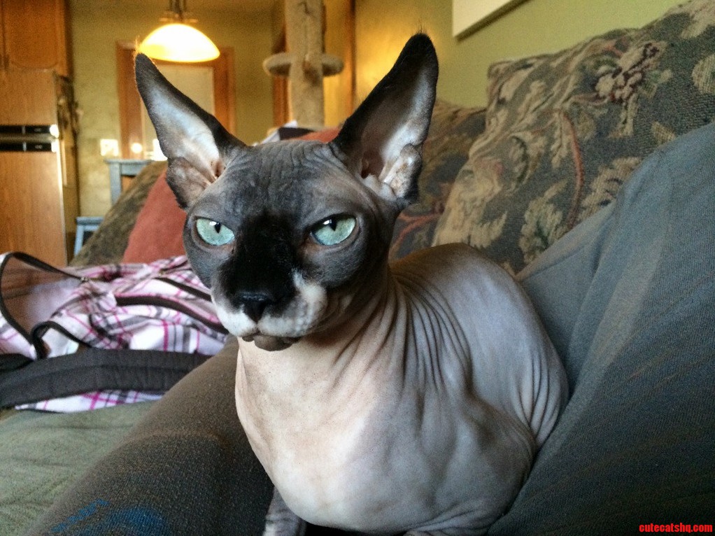 More Hairless Cats