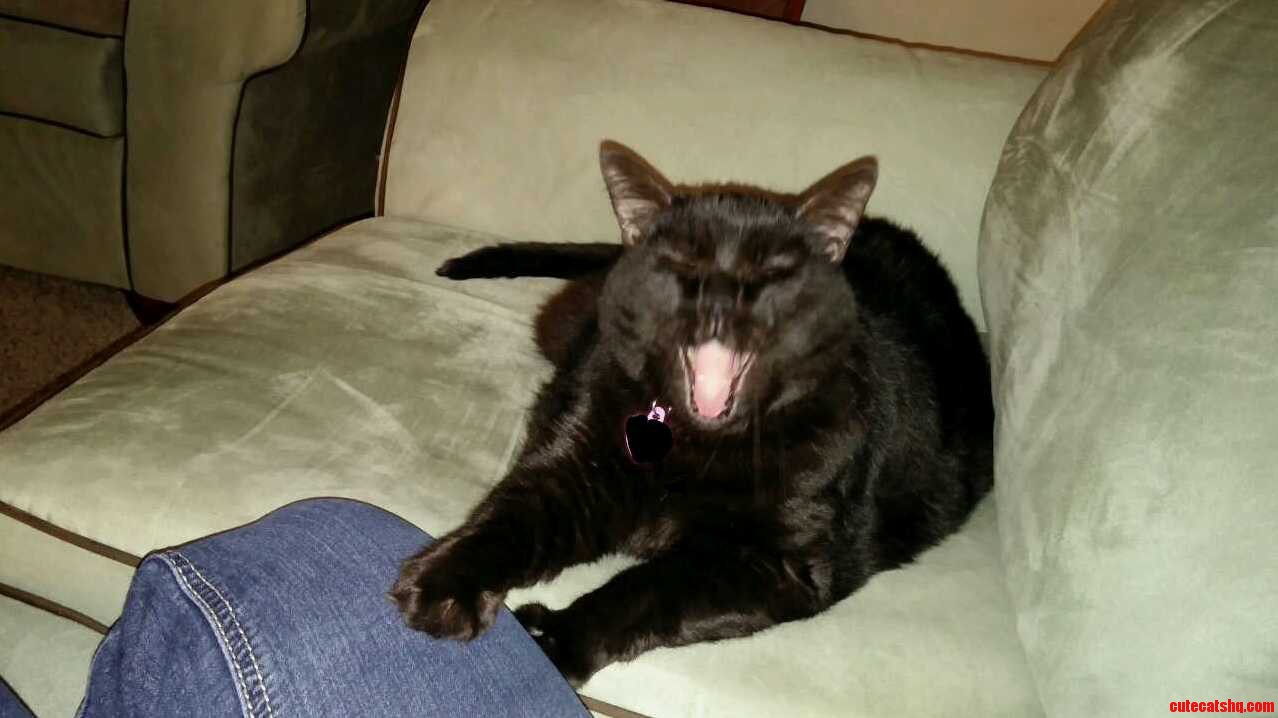 My Beautiful Black Cat Mid Yawn Turned Out Quite Funny
