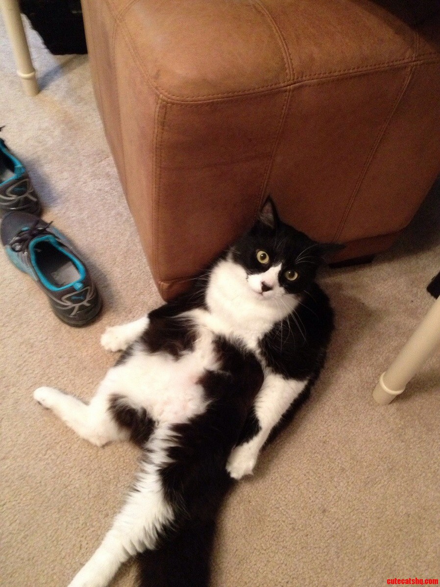 My Buddys Cat Has Some Interesting Posture Preferences..