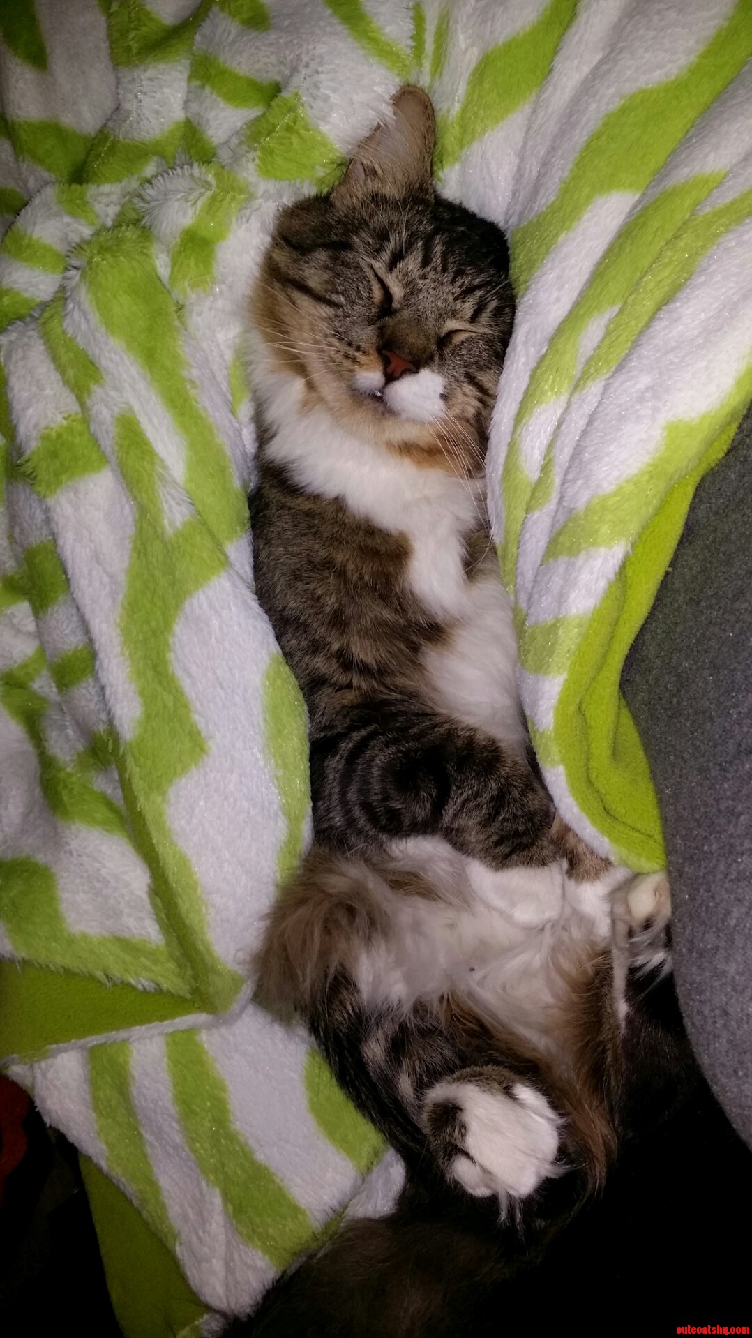 My Cat Loves Fuzzy Blankets