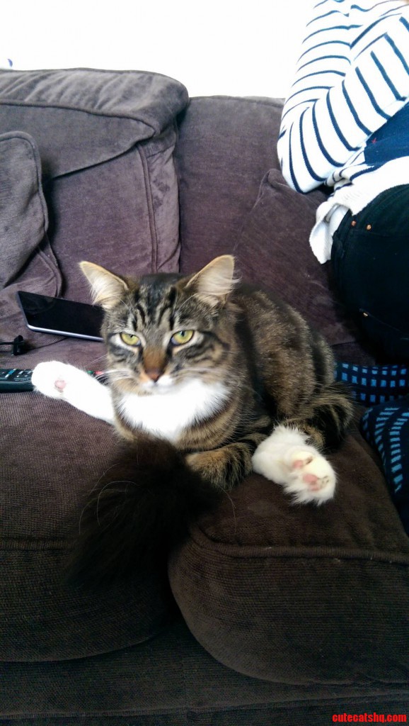 My Cats Stalking Face Cute cats HQ Pictures of cute cats and