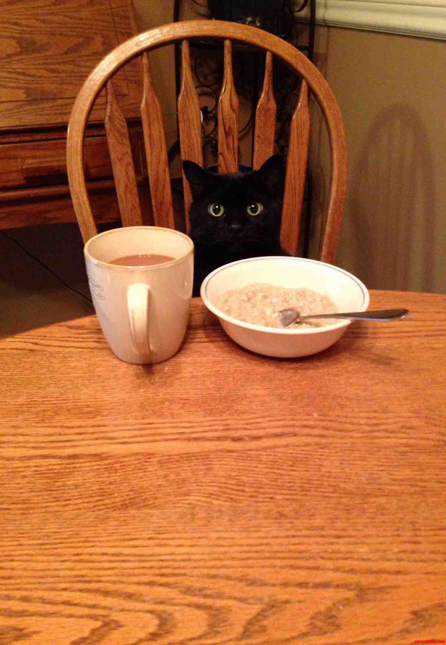 My Cat Trying To Blend In During Breakfast