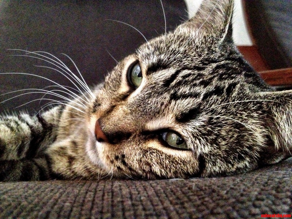 I Thought About Pushing Her In. Cute cats HQ Pictures of cute cats