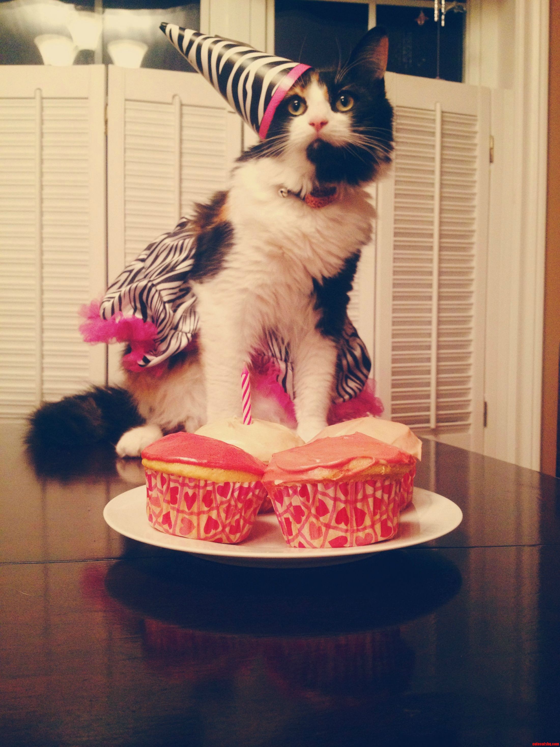 My Friend Just Sent Me This Pic Of Her Cat. Apparently Today Is Mittens Birthday