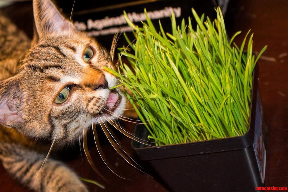 My Kitten Goin In For A Bite Of Cat Grass