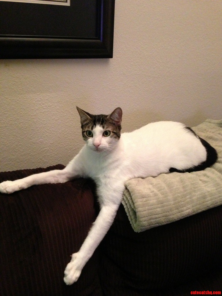 My Long Legged Cat.