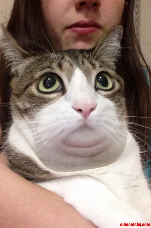 My Sister Used The Fat App On My Cat.