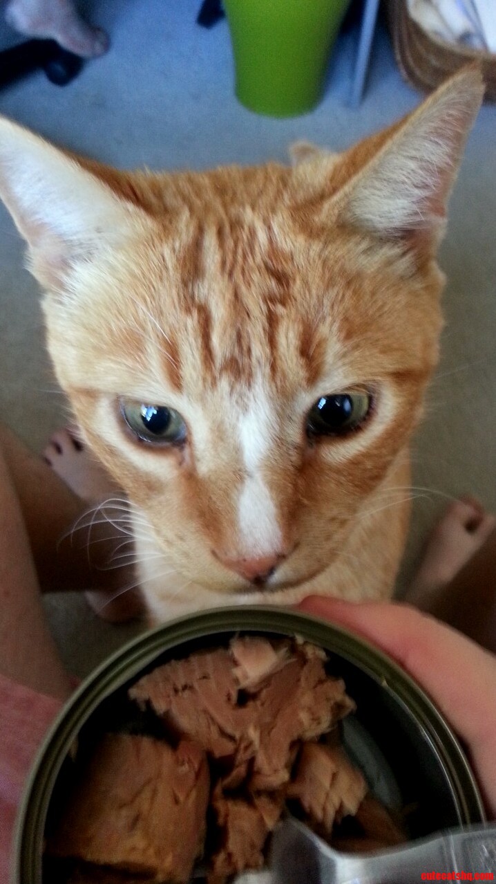 No Kitty This Is My Tuna