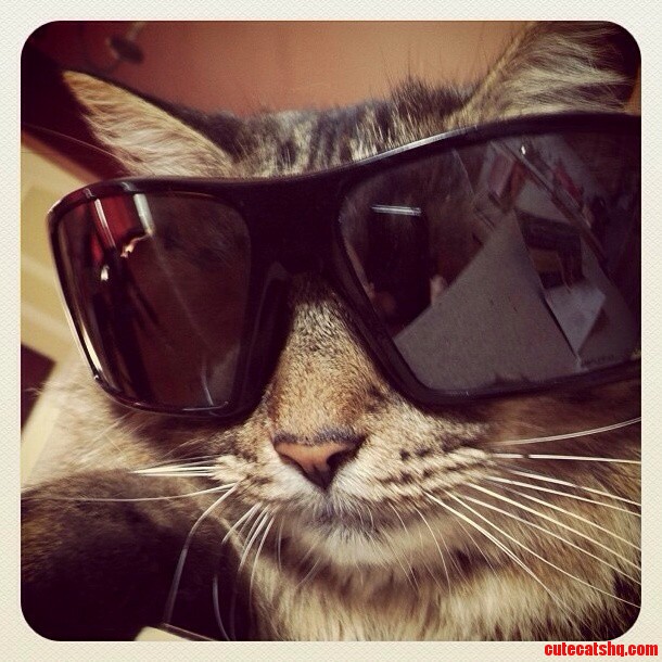 Nothing To See Here Just Memphis In His Shades…Move Along