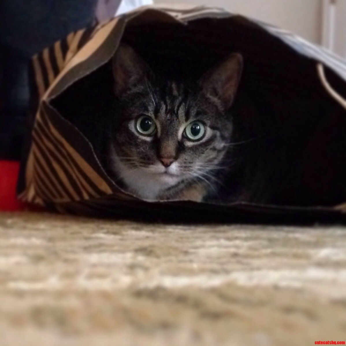 One Of Mimmys Favorite Past Times… Hiding In A Shopping Bag.