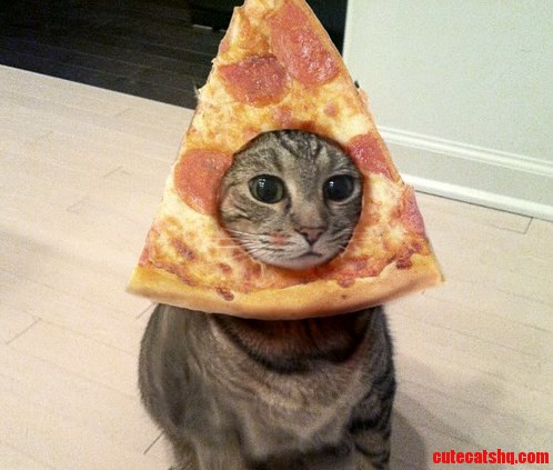 Pizza Kitty..