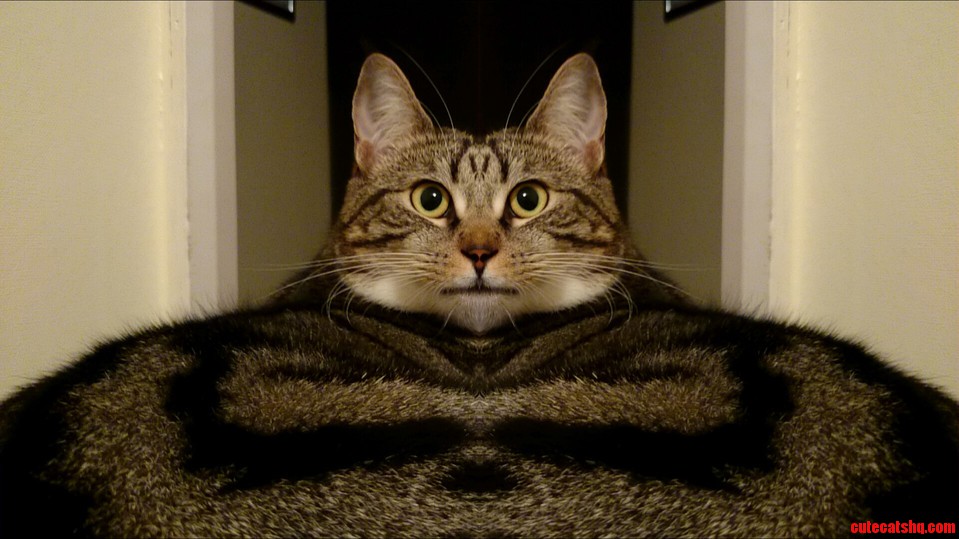 Playing With My Phone And Used The Mirror Effect On My Cat