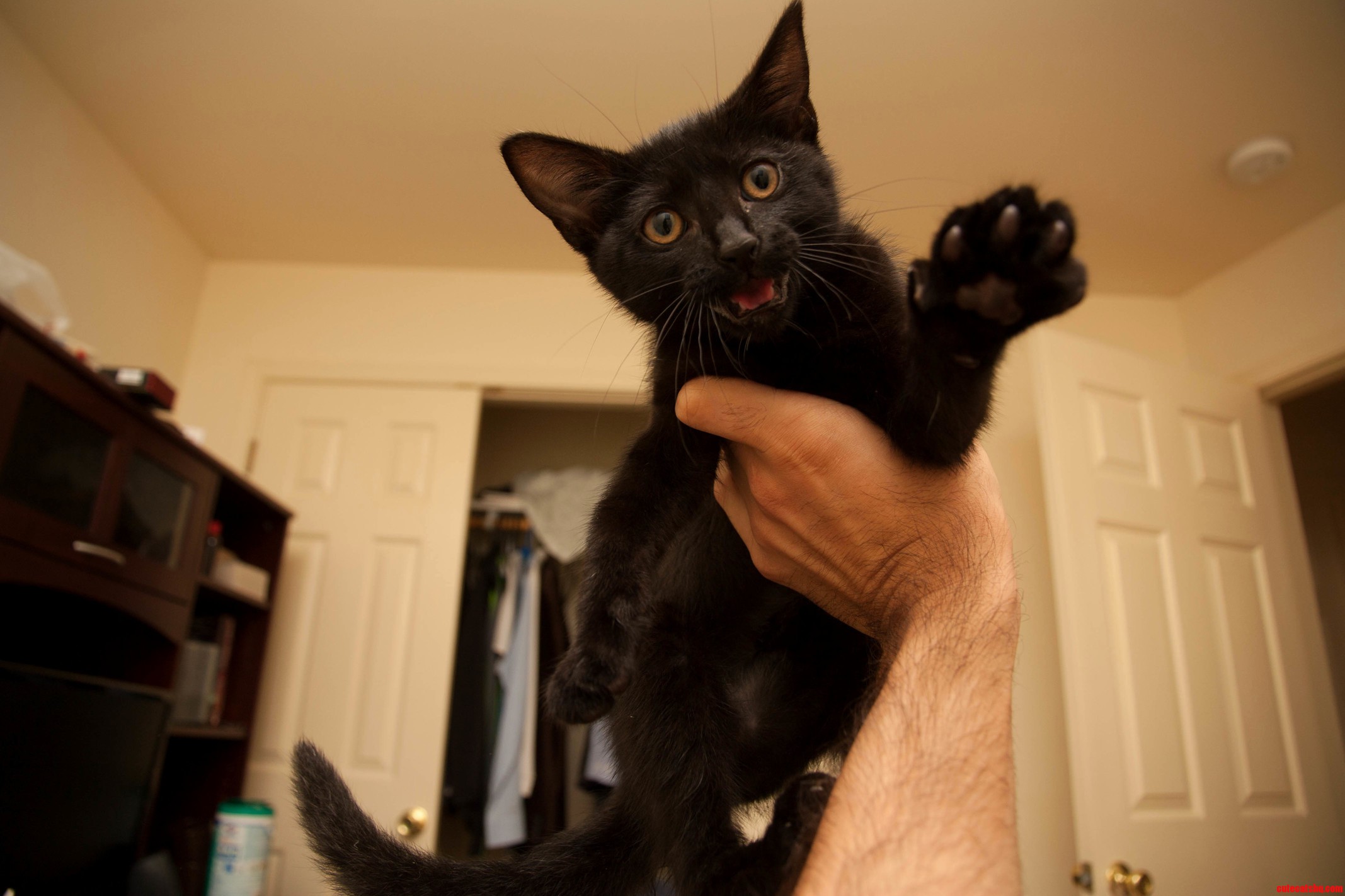 Put Me Down Right Meow