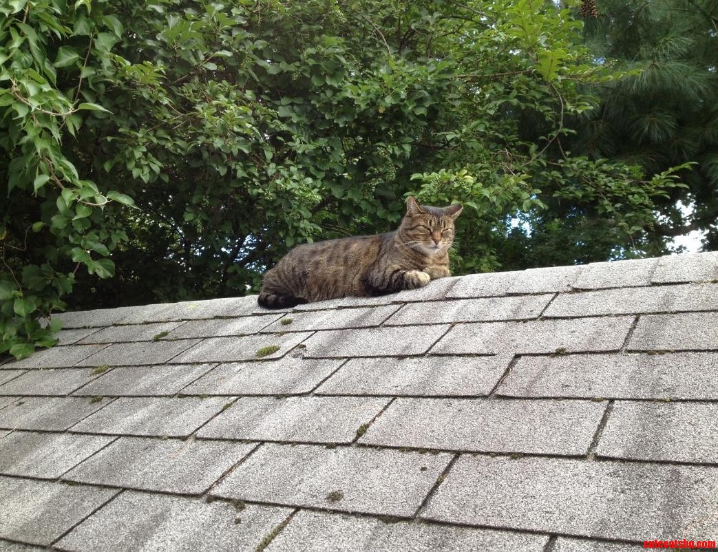 Roofcat Is Apprehensive Of Your Intentions.