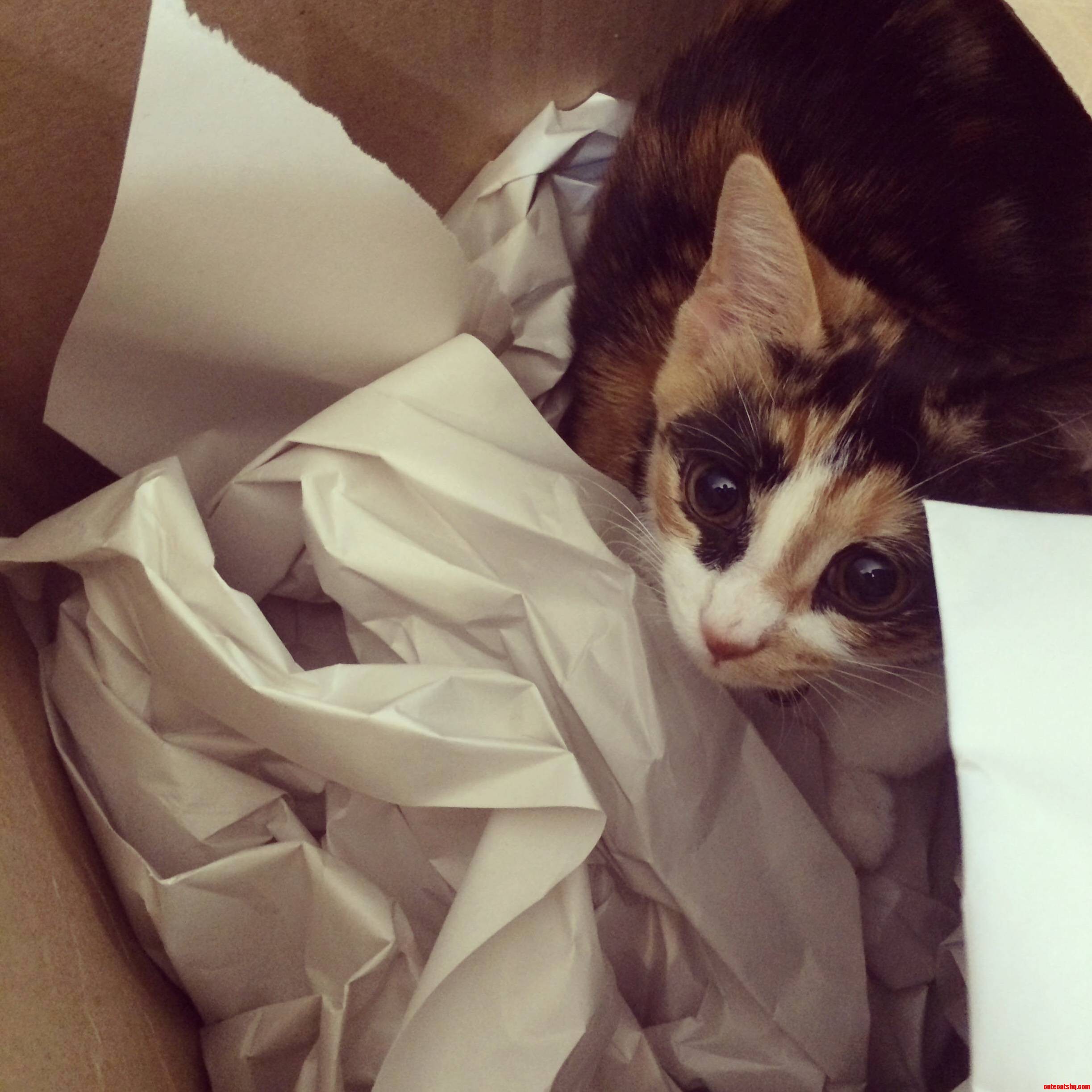 She Loves Boxes