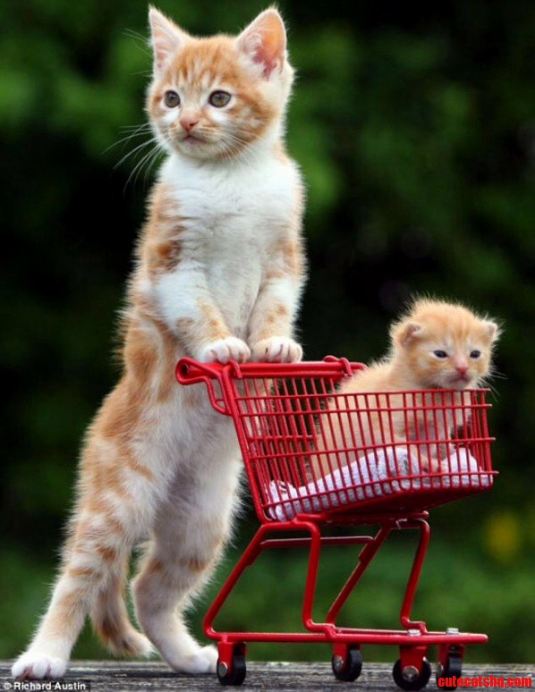 Shopping Cart Cats