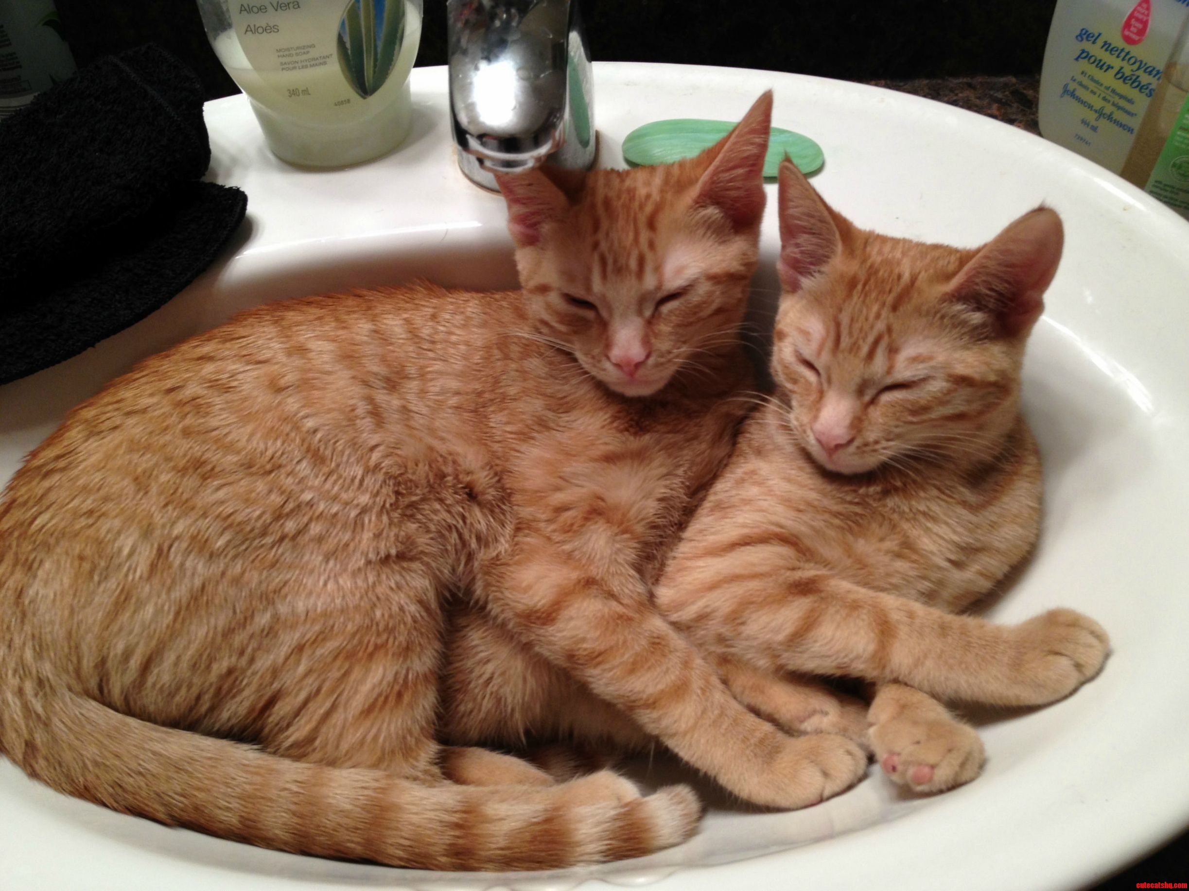 Sisters Sleeping In A Sink