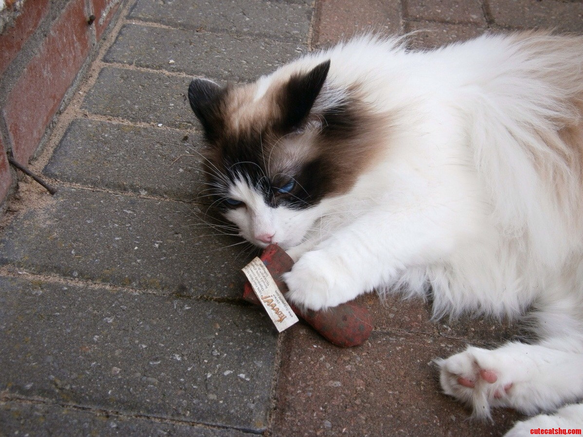 Sniffing His Catnip Mouse