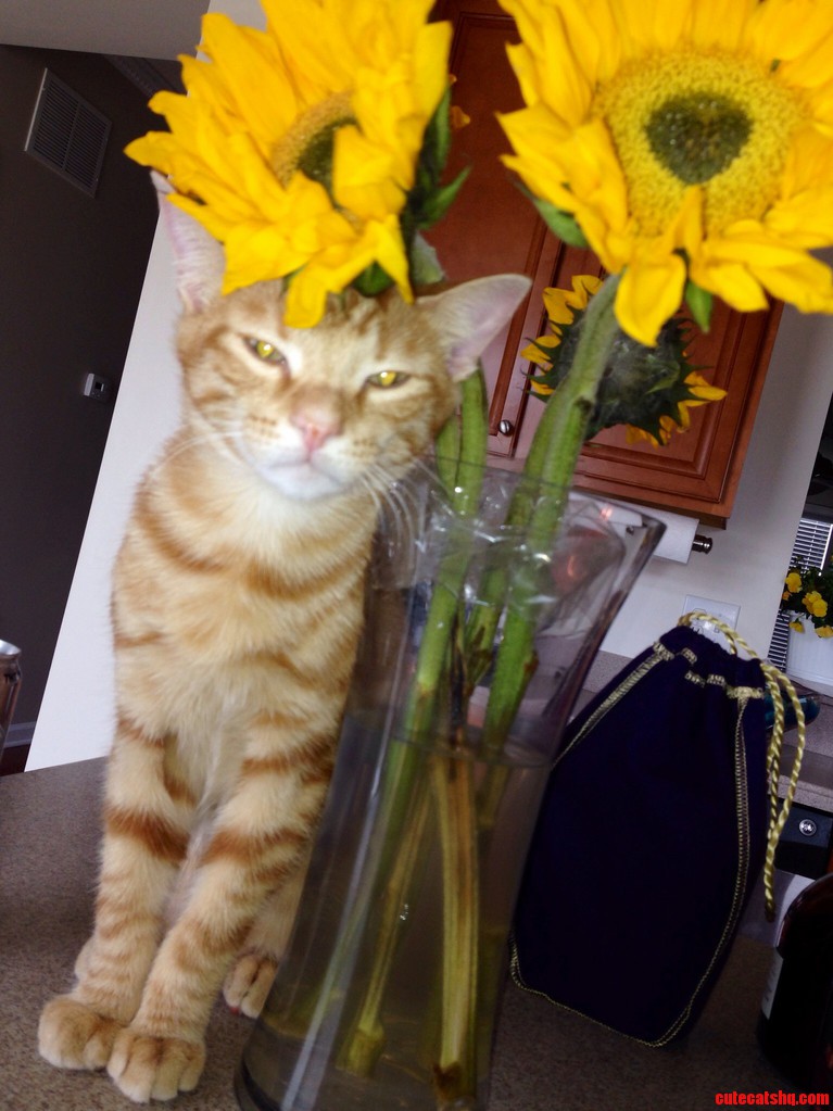 Sunflowers And A Happy Cat….