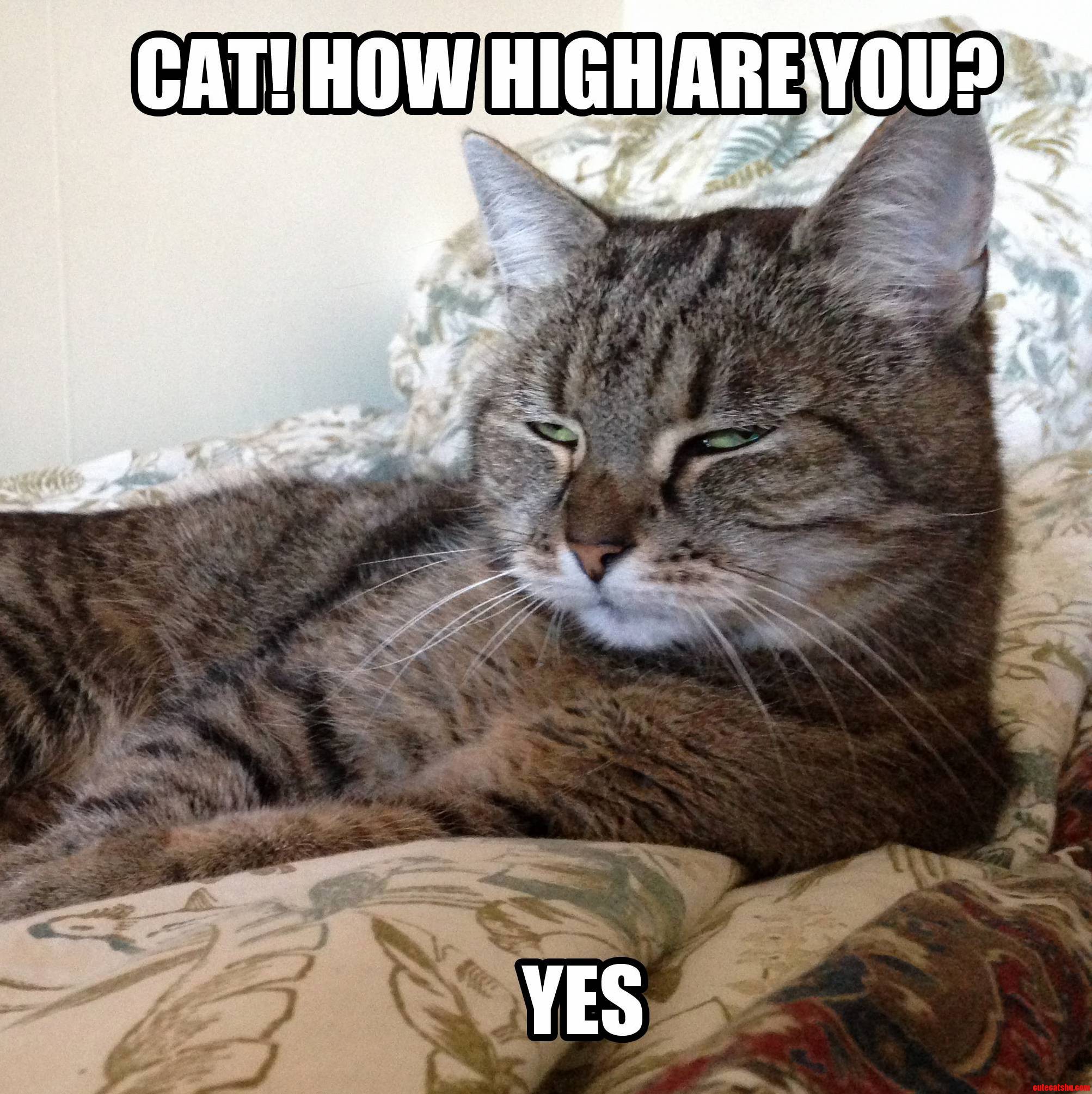 Super High Cat