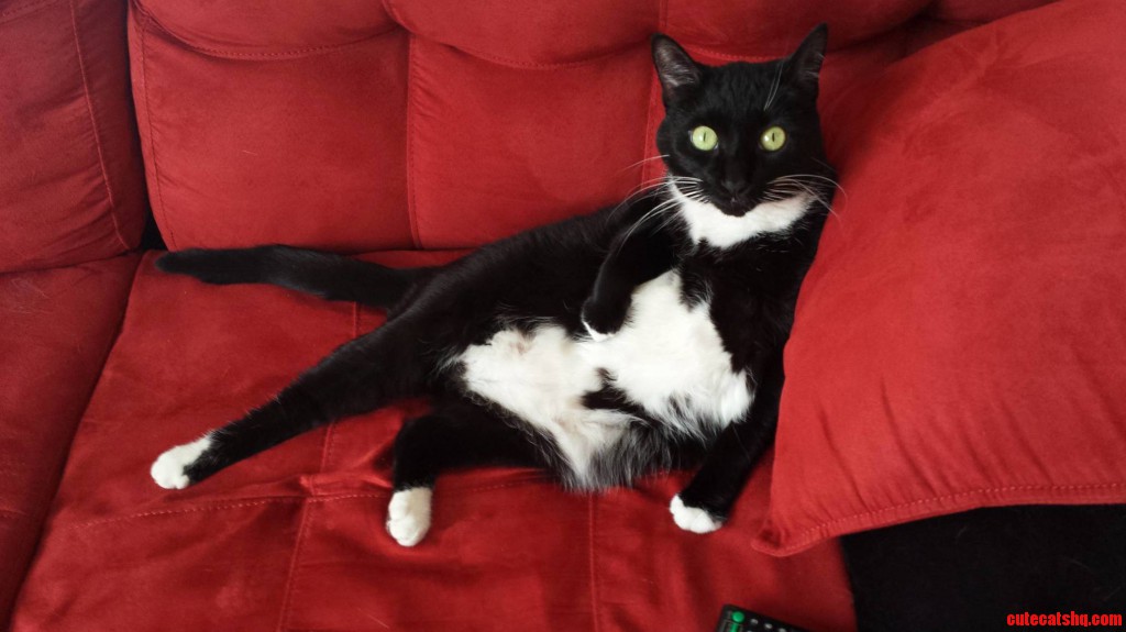 moooom he s touching me with his tail again Cute cats HQ Pictures