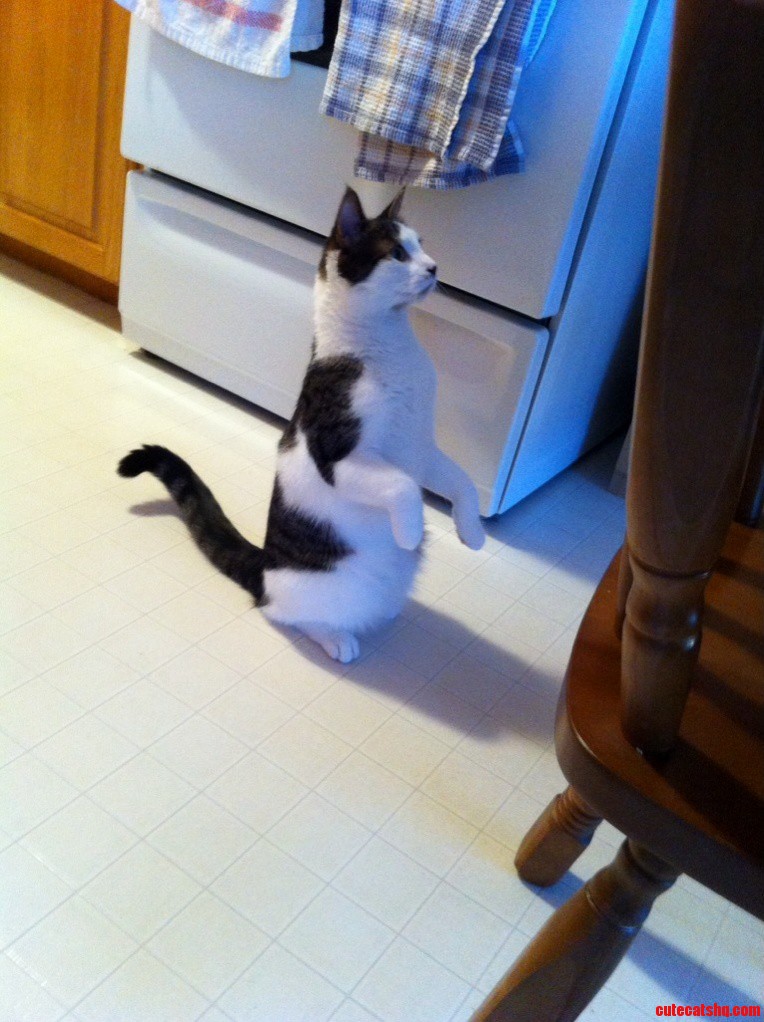 This Is How Marvin Sits When Asking For Food