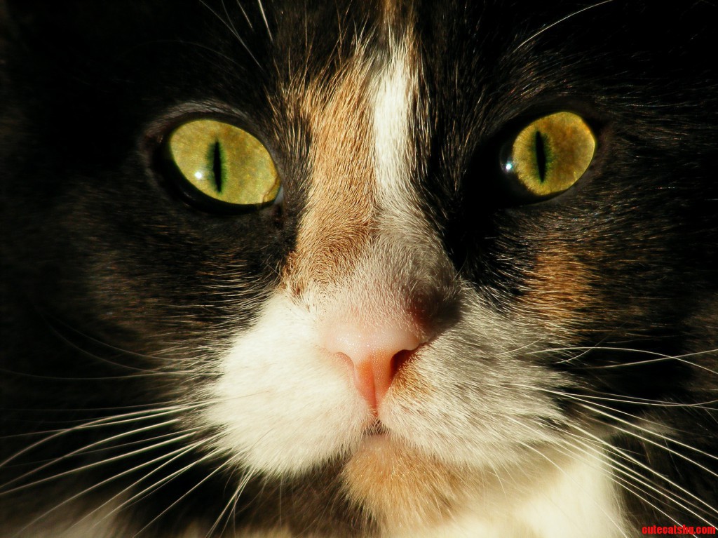 HalfBlack HalfTabby Chimera Cat Cute cats HQ Pictures of cute