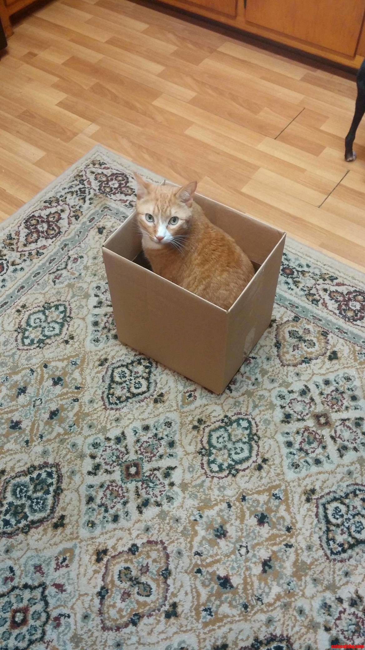 Tigger In A Box.