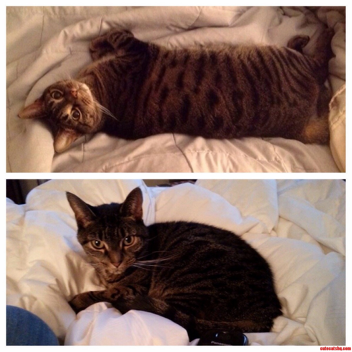 Timtam Came Home Today After Her Three Week Spring Escape And Weight Loss Retreat . Top Is Before Bottom Is After.