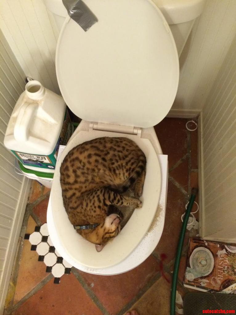 Trying To Toilet Train My Cat. Dont Think She Gets It