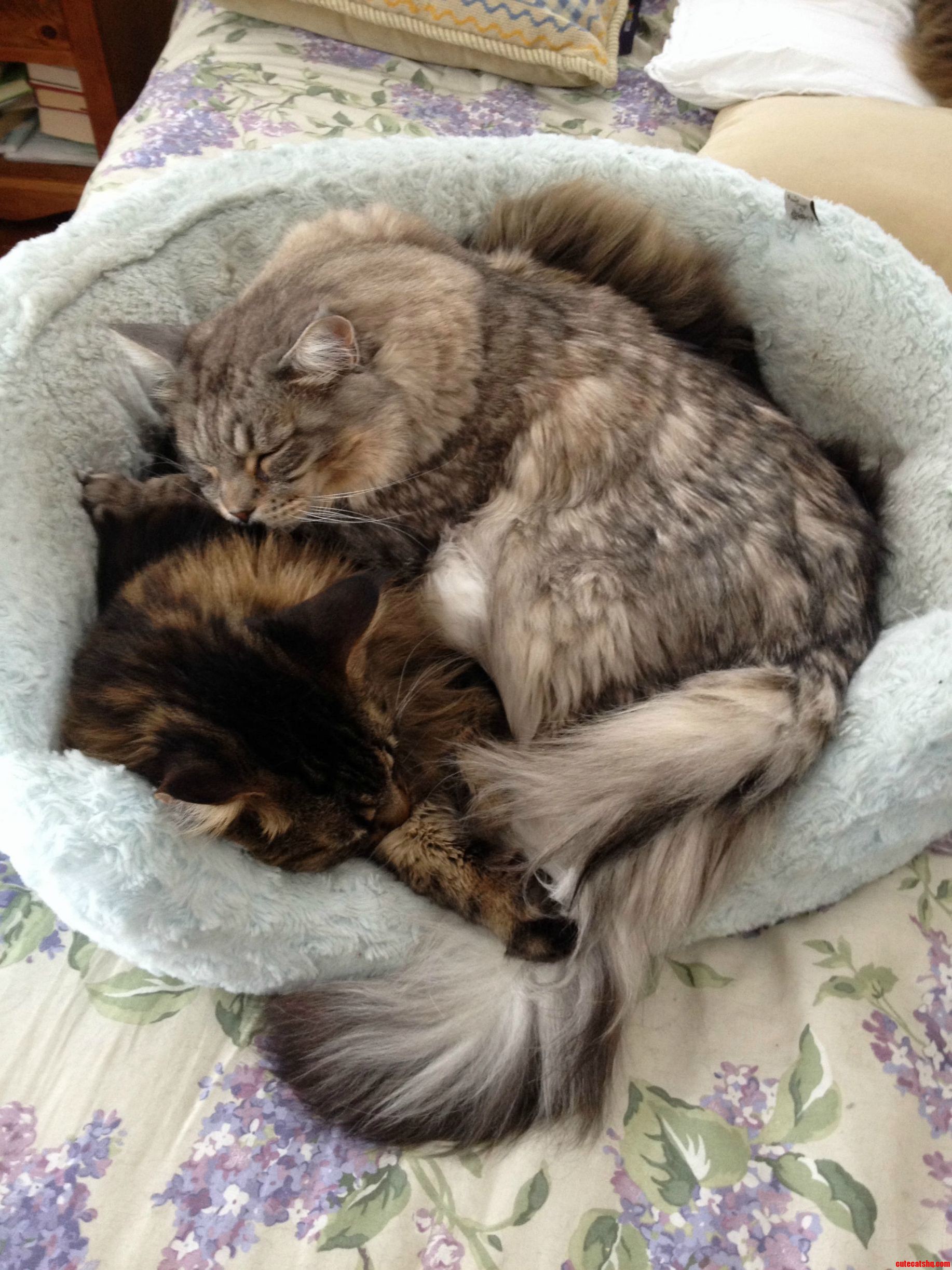 Two Of My Maine Coons Keeping Warm