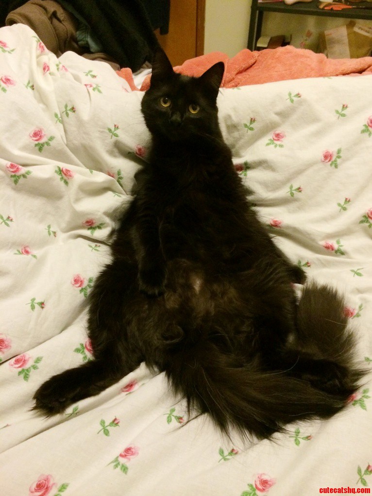 Walked Into My Room To Find My Cat Sitting Like This On The Bed