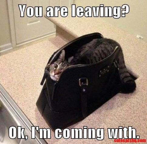You Are Leaving Ok Im Coming With.