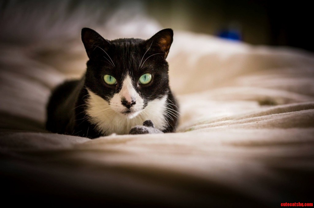 she loves sleeping on my shoes. Cute cats HQ Pictures of cute cats