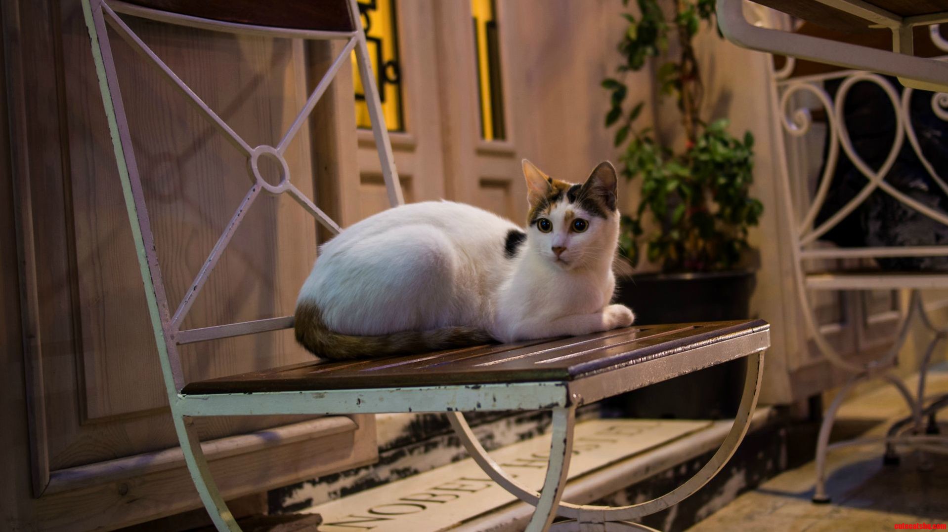 A Turkish Street Kitty.