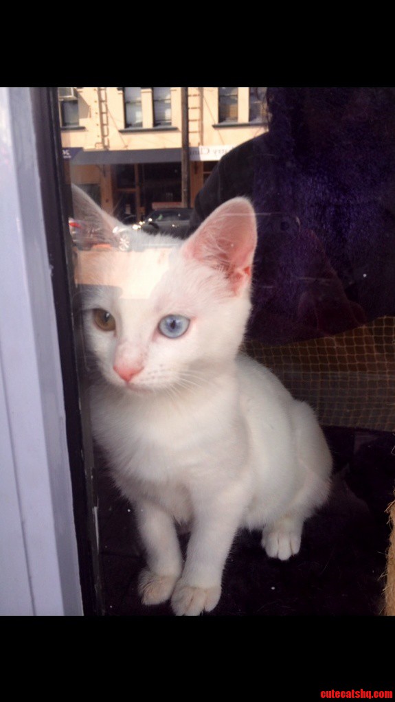 Brown And Blue Eyed Kitten Next To My Shop. Was Sold In 1 Day