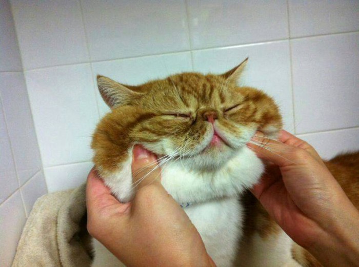 Kitten eats pancakes Cute cats HQ Pictures of cute cats and kittens